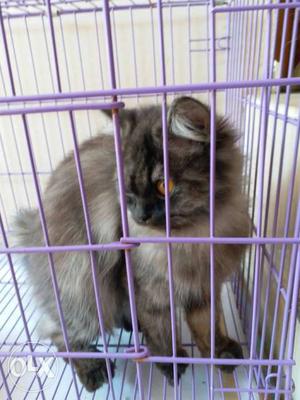 Persian cat with cage