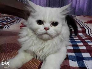 Persian kitten for sell 4 month old i m selling