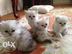 Persian kittens.. semi-punch.. high quality..