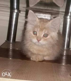 Persion kitten available