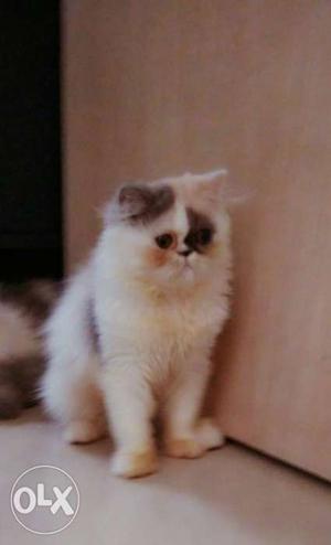 Punch face Dilute Calico Persian cat female kitten available