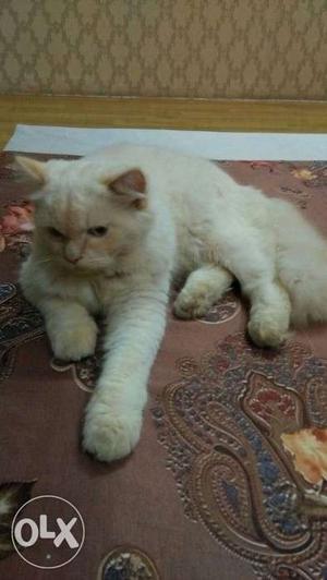 Pure Persian cat.. Male.. Full vaccinated.. N