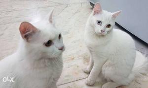 Pure White Persian Kittens Pair Dual Color Eye