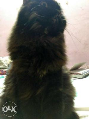 Pure black persian breed for sell.. imported from