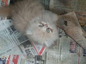 Sand Long-coated Persian Cat
