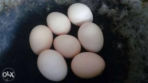 Shanda kozhi eggs. thirukalukundram