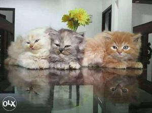 Three Brown, Gray, And White Persian Kittens