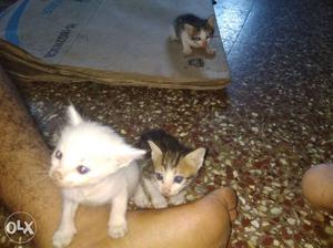Turkish Angola 1 and half months old kittens