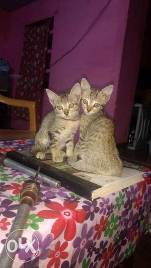 Two Brown Kittens