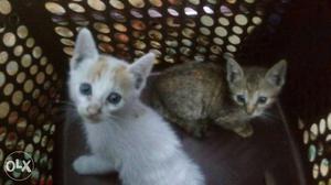 Two White And Gray Tabby Kittens