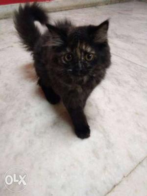 Two months Persian kitten for sale cats also available