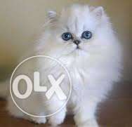 Urgent sell female and male persian cat