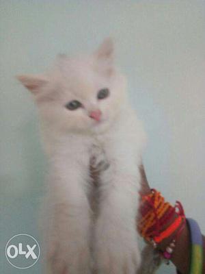 Very cute persian kitten for sale in Noida