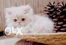 Very pretty persian kittens available in firozabad