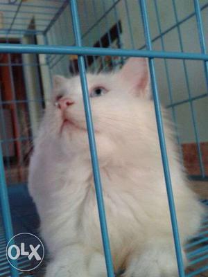 White Cat In Punalur soft fur male only 11 months
