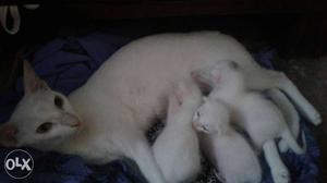 White Cat With Three Kittens