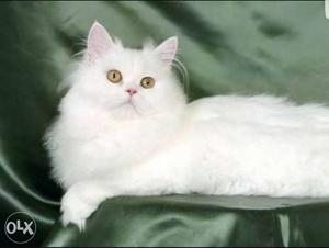 White Fur Coated Cat