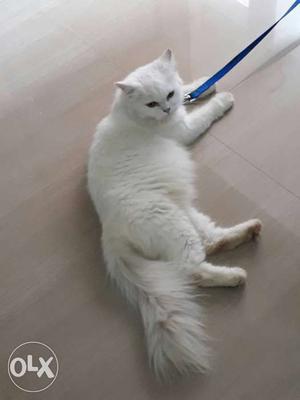 White Persian Cat 9month