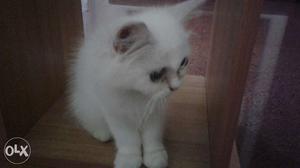 White Persian cat 5 month old. Please contact