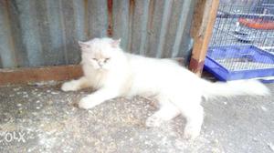 White female persion cat, 1.8 Month old, two