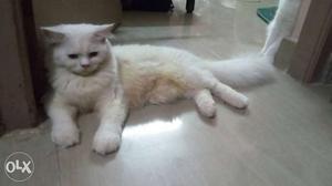White male Persion cat 8 month, long furry