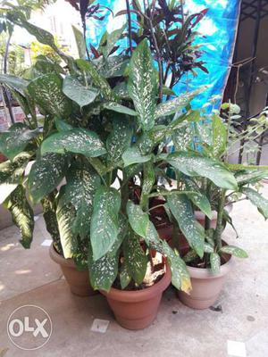 Indoor Big leaves plant. Green and soothing to