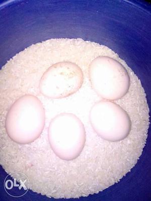 One egg 14rs fixed. no bargain 100% country egg and organic