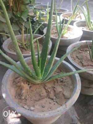 Plant for sale -aelo vera. For home and medical use
