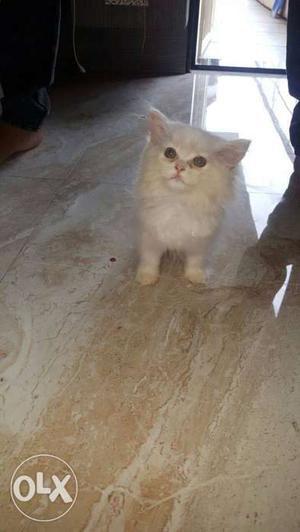 2 Parsian Cat 3 Month Old