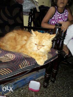 8 months old male persian for sale,