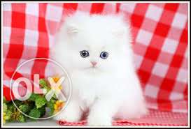 All color Persian cat kitten for Ghaziabad, sale in call me