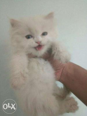 All color persian kitten available