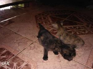 Black And Brown Short-fur Kitten