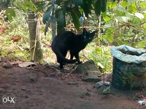 Black Cat In Kattappana