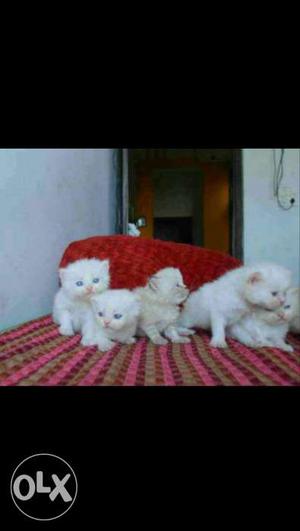 Blue eyes,Pure breed & healthy persian kitten