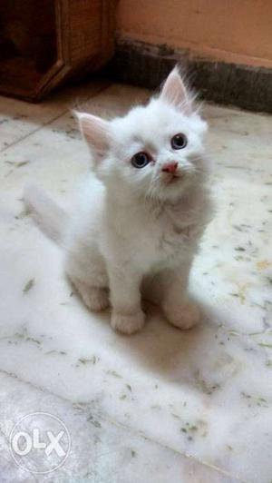 Blue eyes White persian kitten of 1.5 months..