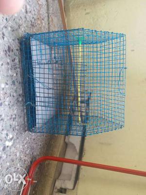 Blue metal Bird Cage