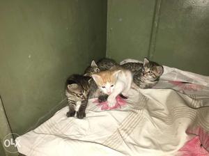 Brown And Orange Tabby Kittens