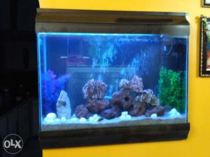 Costamised wall aquariams for your sweet home