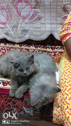 Doll faced Persian kittens for sale...u will