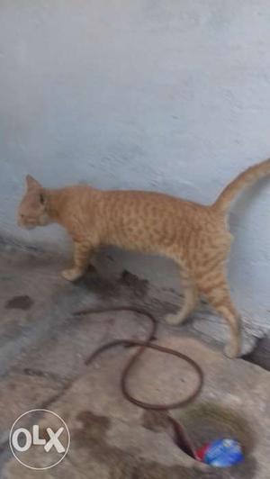 Domestic cat for sale
