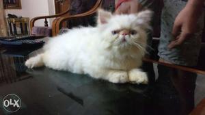 Extreme punch face male persian cat