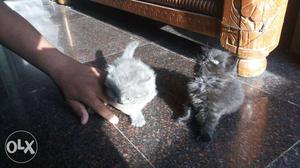 Gray And Black Persian Kitten