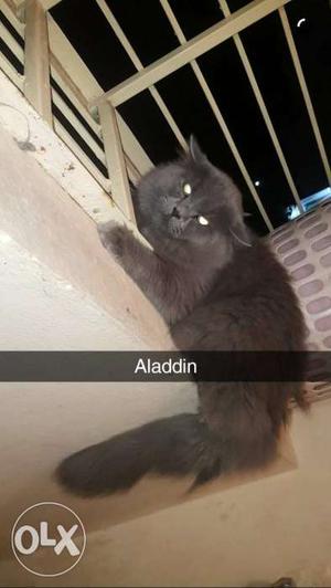 Gray male persian cat 10 months old veryy healthy