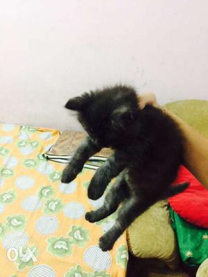 Greyish black persian kitten. Age 1 month.