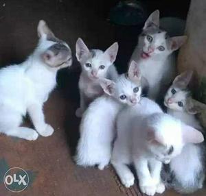 Group Of White Kittens
