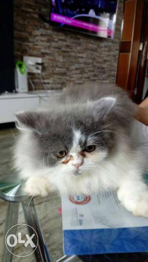 Healthy male grey n white potty trained Persian