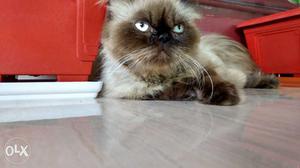 Himalayan cat.. proven male