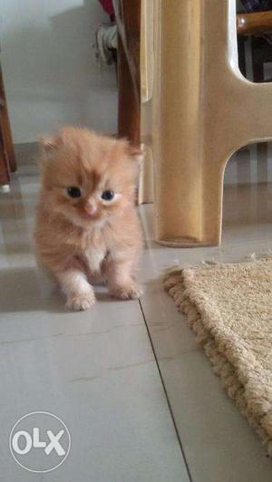 Imported Female Persian Kitten.