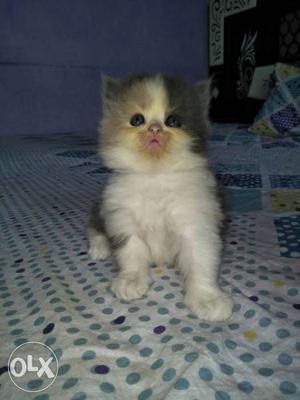 Its pure breed persian kittens in pair which is 1